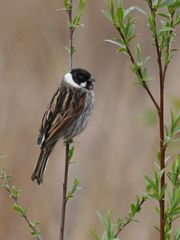 Emberiza schoeniclus